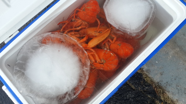 Lobster on ice