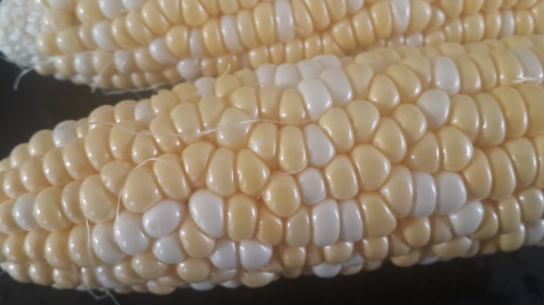 Bermuda Corn on the Cob